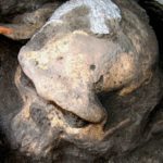 101-early-human-skull-750×375